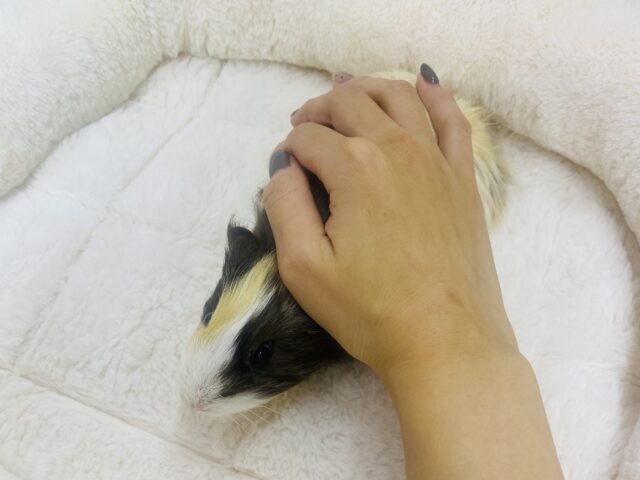 シェルティモルモット