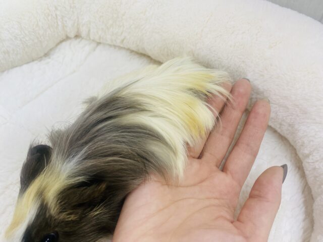 シェルティモルモット