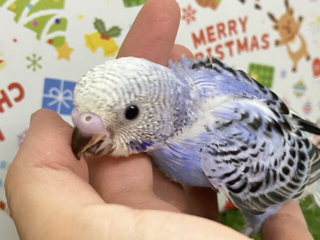 ソラで奏でる🎹🎼piroroの唄🐥💕⟡.*セキセイインコ(ブルーオパーリン/2025年11月生まれ)