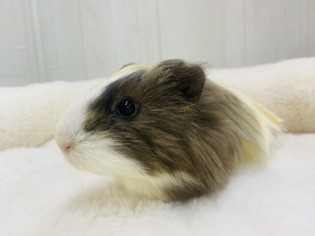 シェルティモルモット