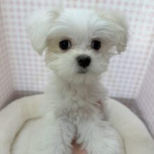 最新📷純白✨マルチーズの女の子😍