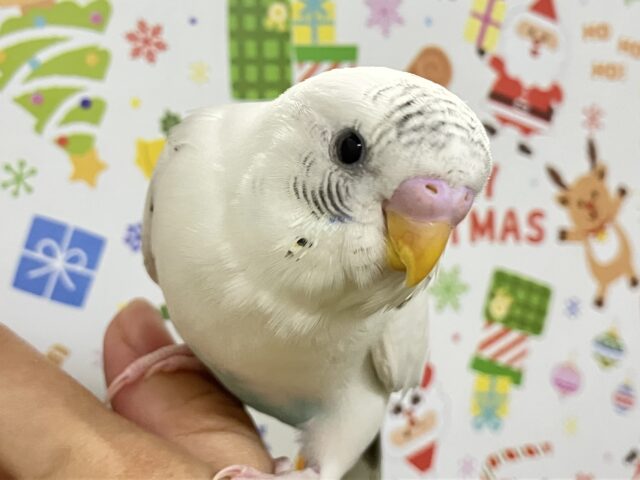 霧をも駆ける💨星座の瞬き🌟⋆꙳セキセイインコ(白色ハルクイン2025年11月生まれ)