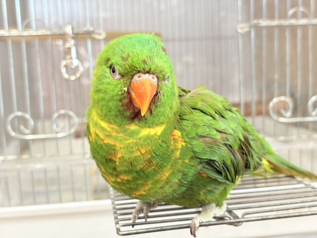 コセイガイインコ