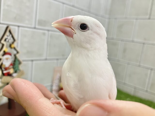 白文鳥