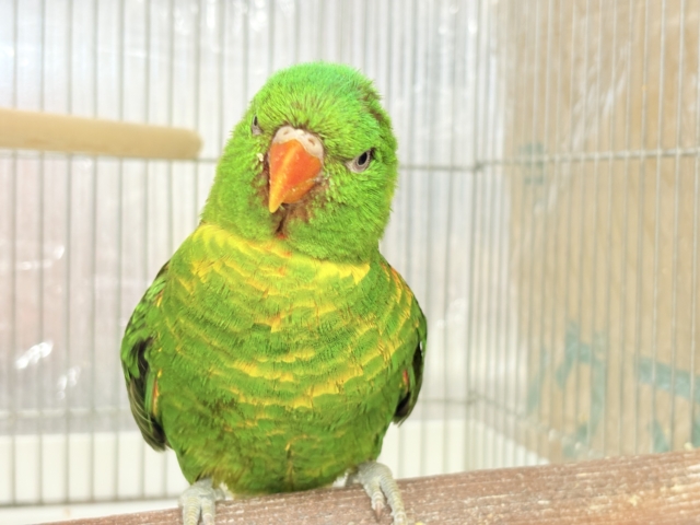 コセイガイインコ