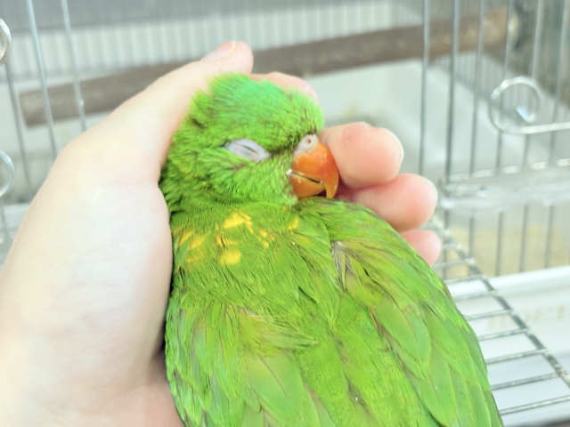 コセイガイインコ