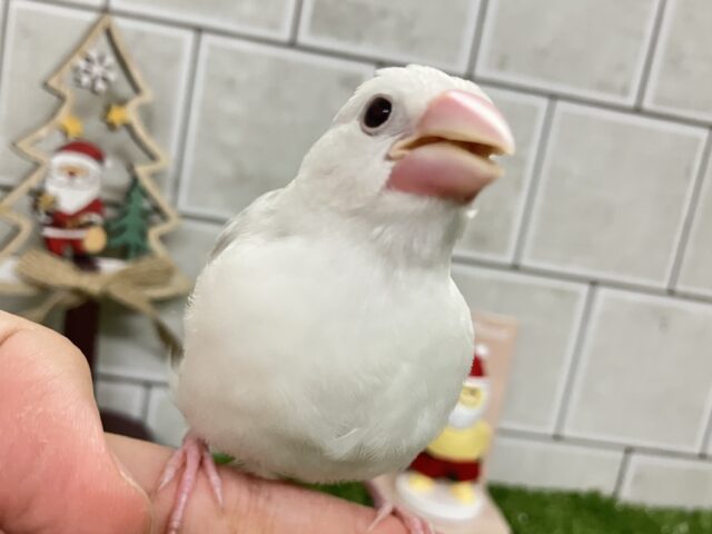 白文鳥