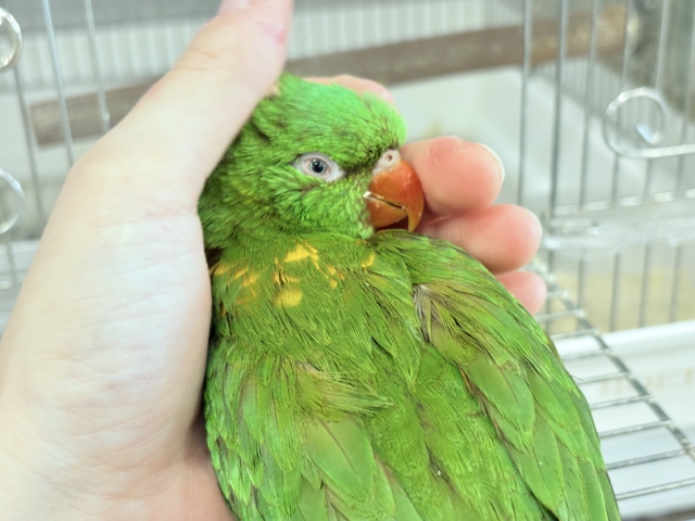 コセイガイインコ