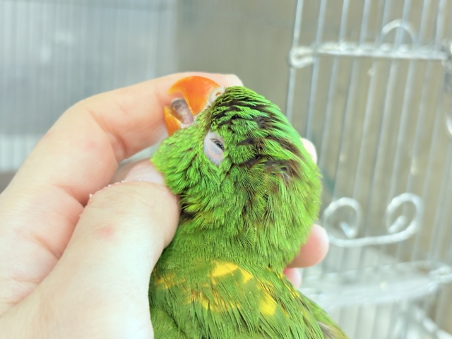 コセイガイインコ