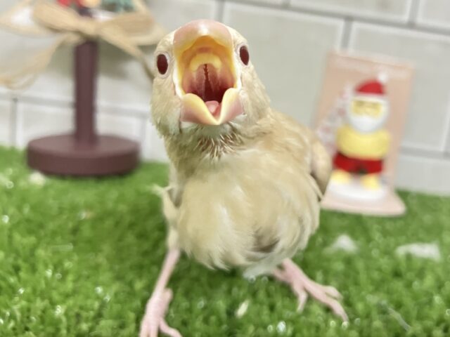 ✨最新画像✨オーダー!🙋♀️🔘ミルクは後入れで🥛⟡.*シナモン文鳥(2025年10月下旬生まれ) シナモン文鳥