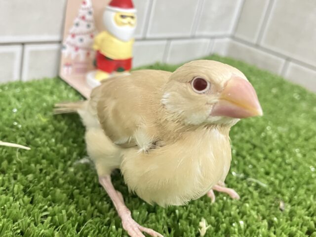 ✨最新画像✨オーダー!🙋♀️🔘ミルクは後入れで🥛⟡.*シナモン文鳥(2025年10月下旬生まれ) シナモン文鳥