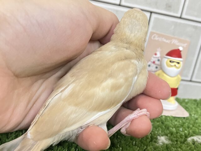 シナモン文鳥