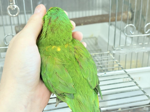 コセイガイインコ