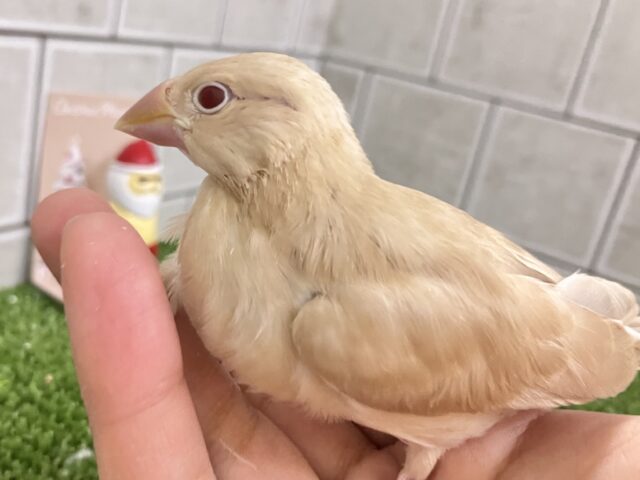 ✨最新画像✨オーダー!🙋♀️🔘ミルクは後入れで🥛⟡.*シナモン文鳥(2025年10月下旬生まれ) シナモン文鳥