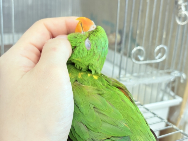 コセイガイインコ