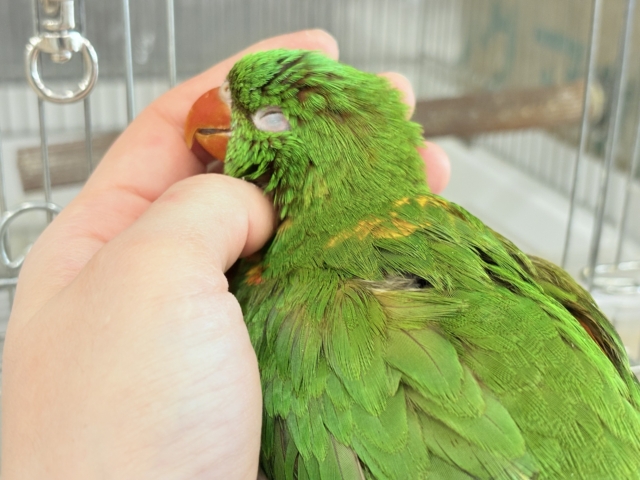 コセイガイインコ