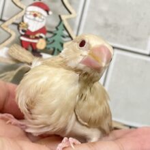 ✨最新画像✨オーダー！🙋‍♀️🔘ミルクは後入れで🥛⟡.*シナモン文鳥(2025年10月下旬生まれ)
