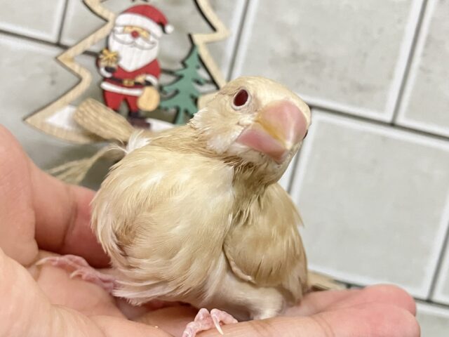 ✨最新画像✨オーダー！🙋‍♀️🔘ミルクは後入れで🥛⟡.*シナモン文鳥(2025年10月下旬生まれ)