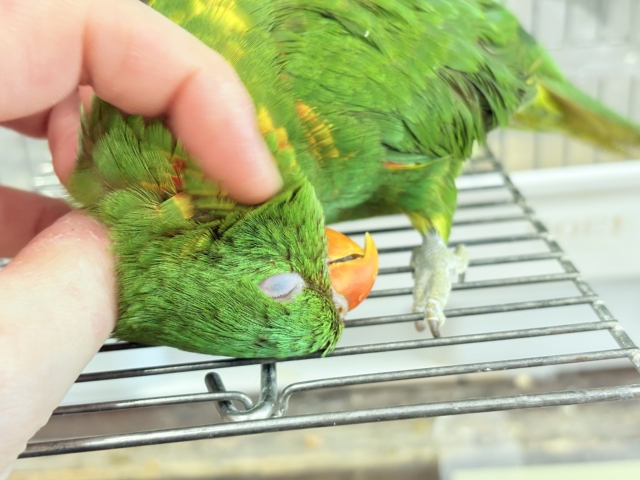 コセイガイインコ
