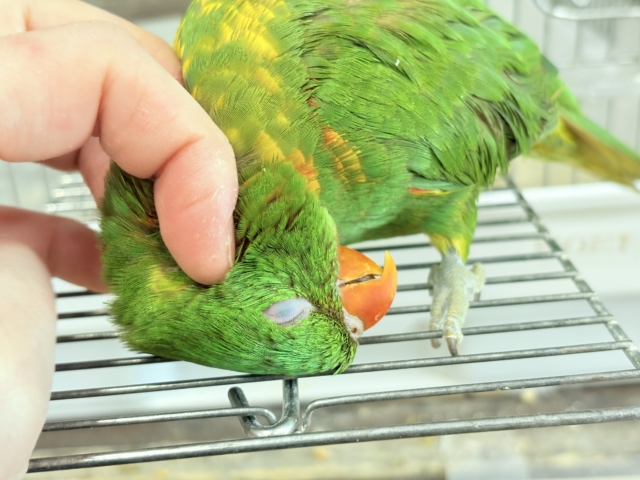 コセイガイインコ