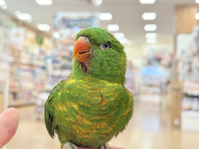 コセイガイインコ