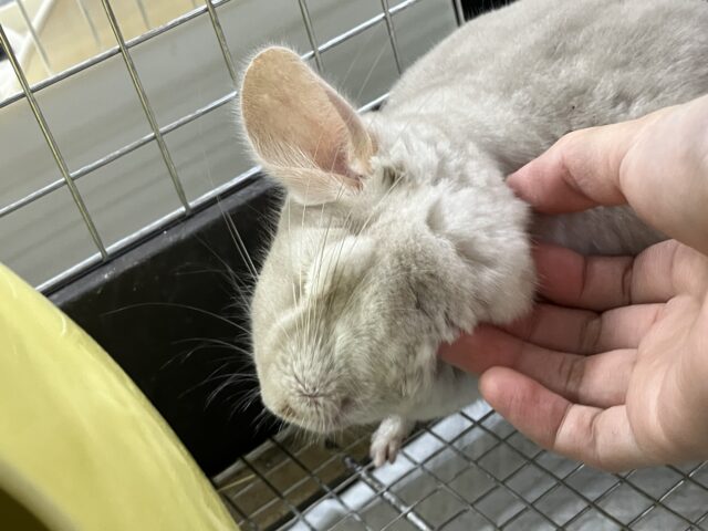 Everydayエブリナ糸🧵🎶(*˘︶˘*)オヤスミナサイ~っと♡チンチラ(パステルシナモン/2024年12月生まれ) チンチラ