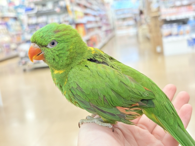 コセイガイインコ