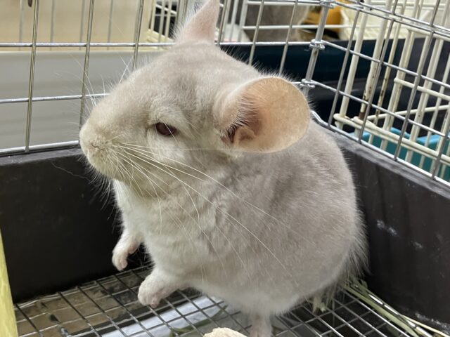 Everydayエブリナ糸🧵🎶(*˘︶˘*)オヤスミナサイ~っと♡チンチラ(パステルシナモン/2024年12月生まれ) チンチラ