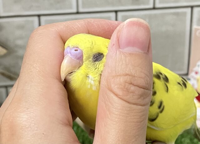 ✨最新画像✨様々なガラでハートキャッチ！💖　セキセイインコ