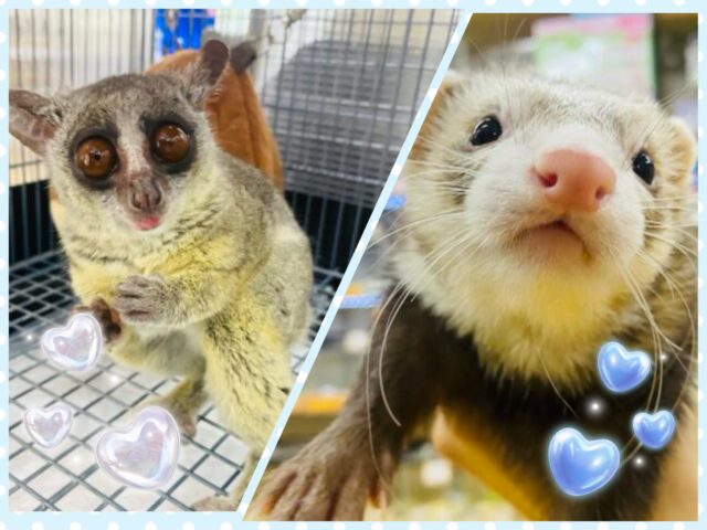 沢山遊びましょ〜❗️Winterフェア開催中☃❄