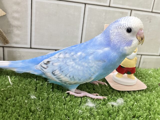 ✨最新画像✨さわやか❄️winterブルー⛄ セキセイインコ セキセイインコ