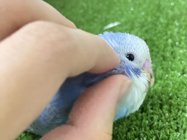 ✨最新画像✨さわやか❄️winterブルー⛄ セキセイインコ セキセイインコ