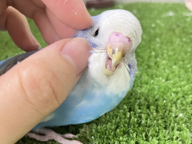 ✨最新画像✨さわやか❄️winterブルー⛄　セキセイインコ
