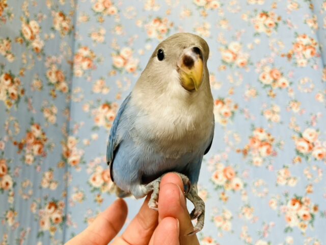癒し溢れるとってもかわいいコ🩵💐手乗りコザクラインコちゃん(ブルーオパーリン)🪽🫧 コザクラインコ(小桜インコ)