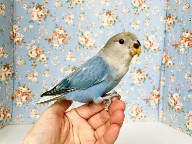 癒し溢れるとってもかわいいコ🩵💐手乗りコザクラインコちゃん(ブルーオパーリン)🪽🫧 コザクラインコ(小桜インコ)