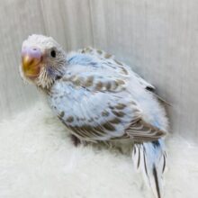 優しいお色にキュンです‎‎🫰🏻💗  ̖́-セキセイインコのシナモンオパーリン🫧