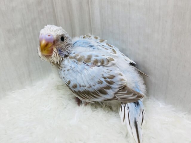 優しいお色にキュンです‎‎🫰🏻💗 ̖́-セキセイインコのシナモンオパーリン🫧