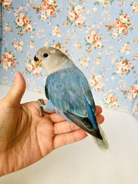 癒し溢れるとってもかわいいコ🩵💐手乗りコザクラインコちゃん(ブルーオパーリン)🪽🫧 コザクラインコ(小桜インコ)