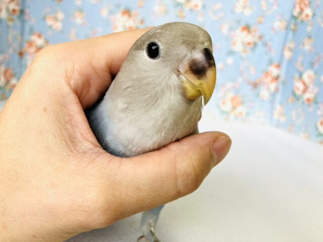 癒し溢れるとってもかわいいコ🩵💐手乗りコザクラインコちゃん(ブルーオパーリン)🪽🫧 コザクラインコ(小桜インコ)