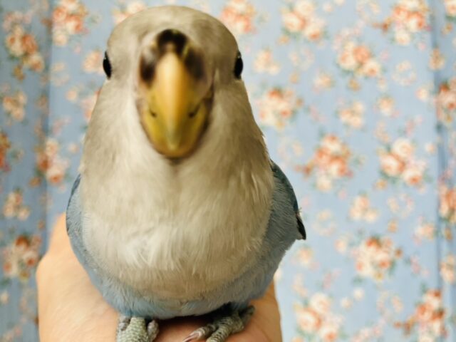 癒し溢れるとってもかわいいコ🩵💐手乗りコザクラインコちゃん(ブルーオパーリン)🪽🫧 コザクラインコ(小桜インコ)