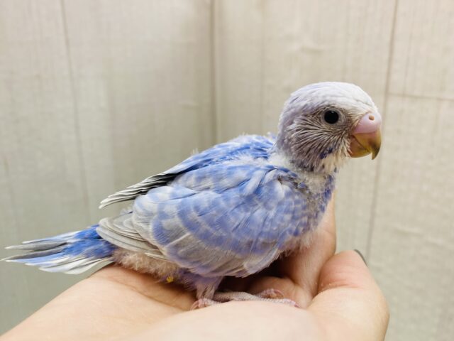 美✨ブルー✖️グレーの素敵カラー🩶セキセイインコのスパングル！！