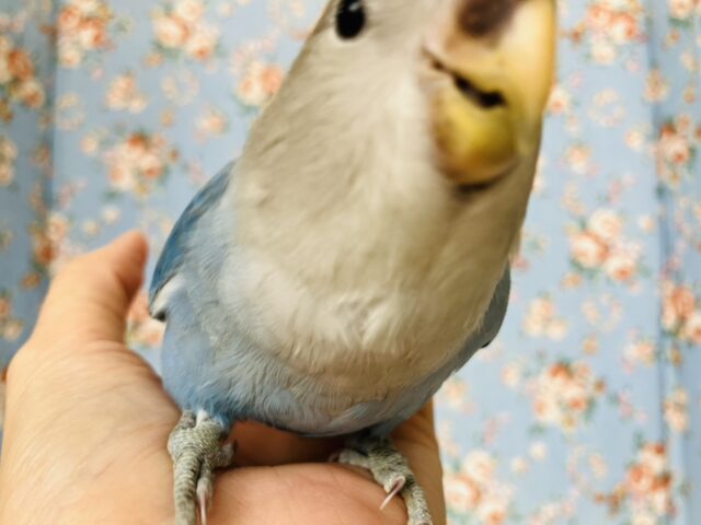 癒し溢れるとってもかわいいコ🩵💐手乗りコザクラインコちゃん(ブルーオパーリン)🪽🫧 コザクラインコ(小桜インコ)