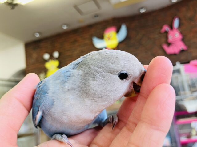 癒し溢れるとってもかわいいコ🩵💐手乗りコザクラインコちゃん(ブルーオパーリン)🪽🫧 コザクラインコ(小桜インコ)