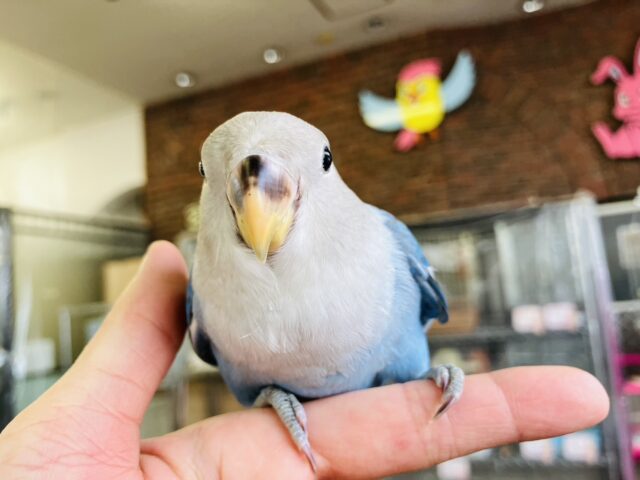 癒し溢れるとってもかわいいコ🩵💐手乗りコザクラインコちゃん(ブルーオパーリン)🪽🫧 コザクラインコ(小桜インコ)