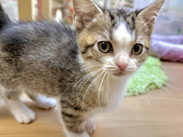 たくさん甘えさせて?🤎マンチカン男の子 マンチカン