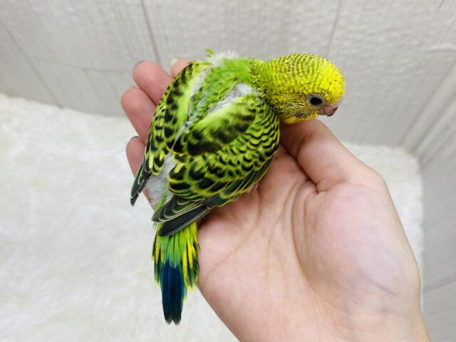 セキセイインコ