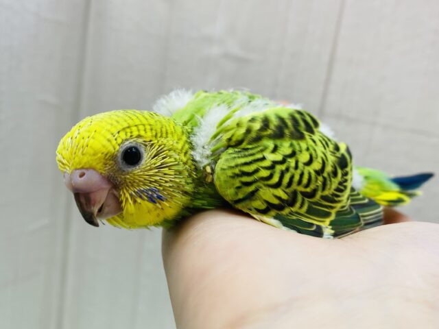 セキセイインコと言えばこのカラーですよね‼️定番人気のオパーリン🌱