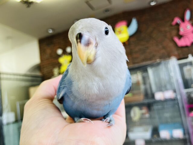 癒し溢れるとってもかわいいコ🩵💐手乗りコザクラインコちゃん(ブルーオパーリン)🪽🫧 コザクラインコ(小桜インコ)