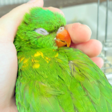 【最新画像・動画更新🪄】🦜初入舎.*･ﾟ遊んで食べて大忙し！！コセイガイインコ