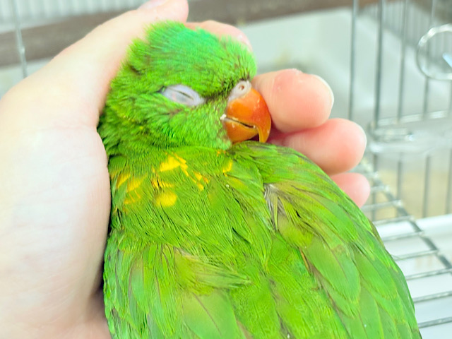 【最新画像・動画更新🪄】🦜初入舎.*･ﾟ遊んで食べて大忙し！！コセイガイインコ